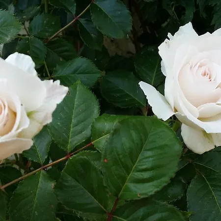 White Lady B&B 3*